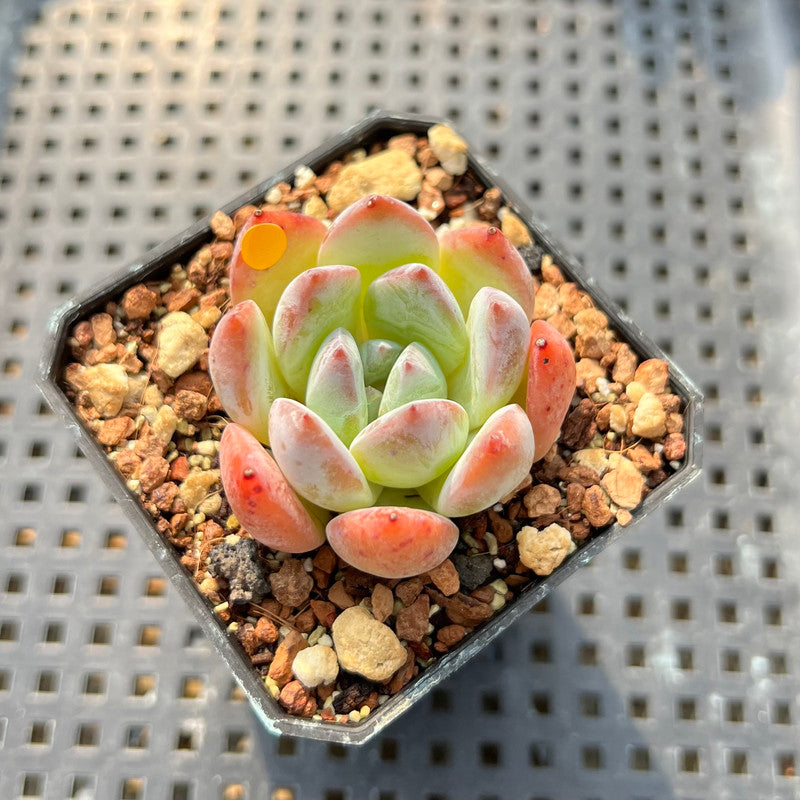 Echeveria sp. 1" Succulent Plant