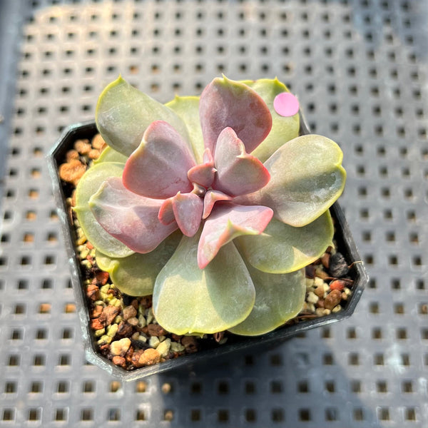 Echeveria 'Butterfly' 2" Succulent Plant