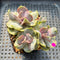 Echeveria 'Butterfly' Cluster 2"-3" Succulent Plant