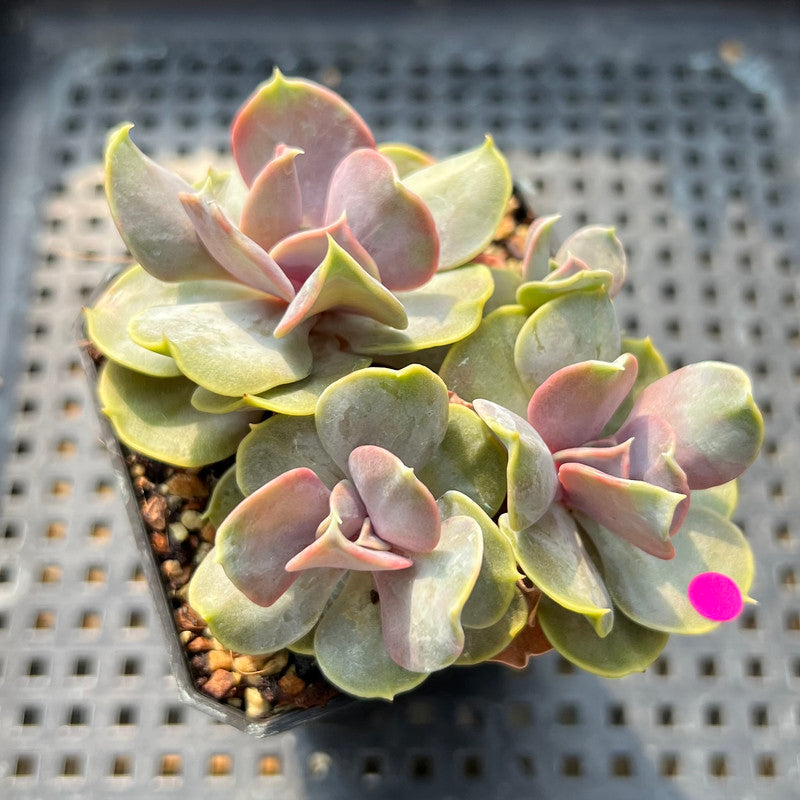 Echeveria 'Butterfly' Cluster 2"-3" Succulent Plant