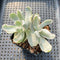 Echeveria 'Berkley Light' Variegated 2” Succulent Plant