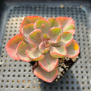 Echeveria 'Beyonce' Variegated 2"-3" Succulent Plant