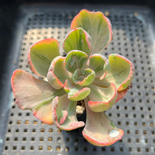 Echeveria 'Beyonce' Variegated 2"-3" Succulent Plant