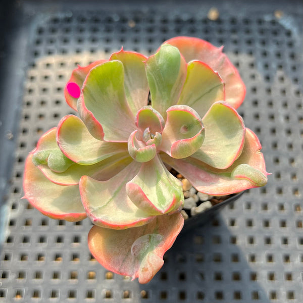 Echeveria 'Beyonce' Variegated 2"-3" Succulent Plant