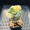 Graptoveria 'Lovely Rose' Variegated 2" Succulent Plant