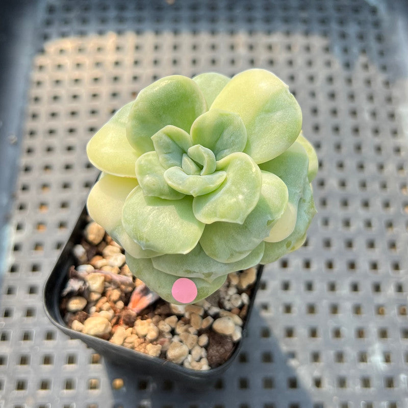 Graptoveria 'Lovely Rose' Variegated 2" Succulent Plant