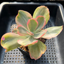 Echeveria 'Rose Rock' Variegated 3" Succulent Plant