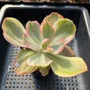 Echeveria 'Rose Rock' Variegated 3" Succulent Plant