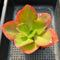 Echeveria 'Orange Subrigida' 4"-5" Succulent Plant