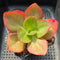 Echeveria 'Orange Subrigida' 4"-5" Succulent Plant