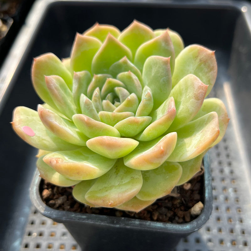 Echeveria 'Orange Monroe' x 'Helena' 4" Large Succulent Plant