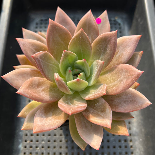 Echeveria 'Purple Champaign' 4"-5" Large Succulent Plant