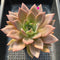 Echeveria 'Purple Champaign' 4"-5" Large Succulent Plant