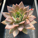 Echeveria 'Purple Champaign' 4"-5" Large Succulent Plant