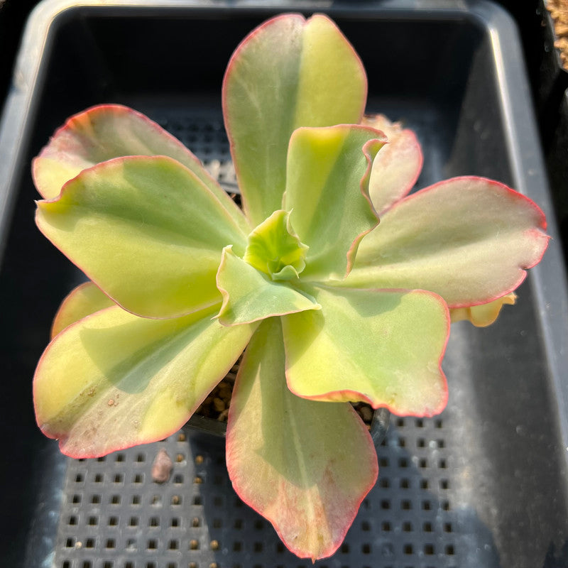 Echeveria 'Shaviana Curly' Variegated 4" Succulent Plant