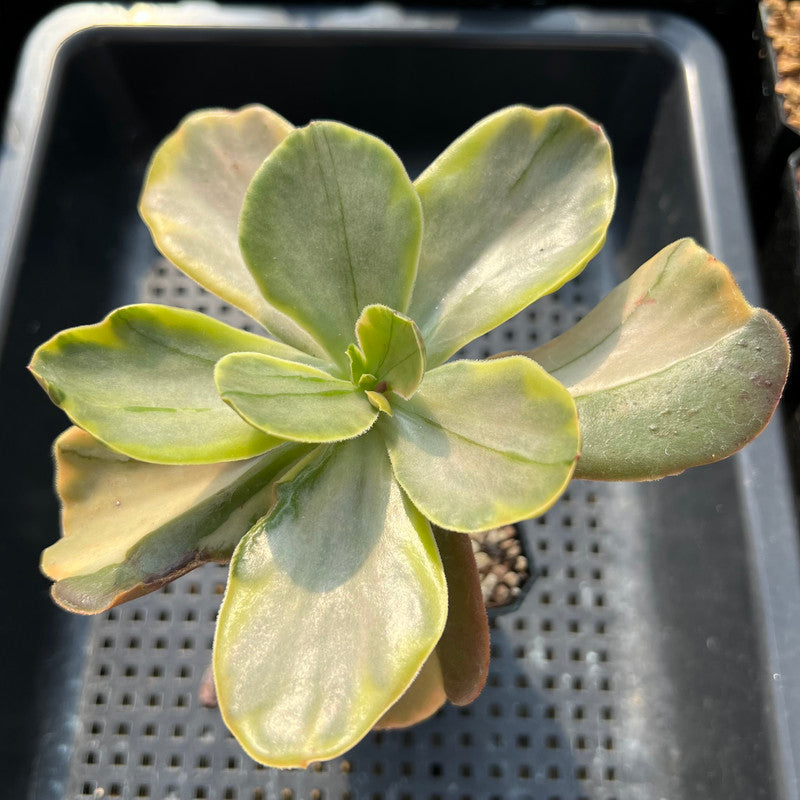 Echeveria 'Fimbriata' Variegated AKA 'Fasciculata' 3" Succulent Plant