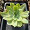 Echeveria 'Shippers' Variegated 6" Extra Large Succulent Plant