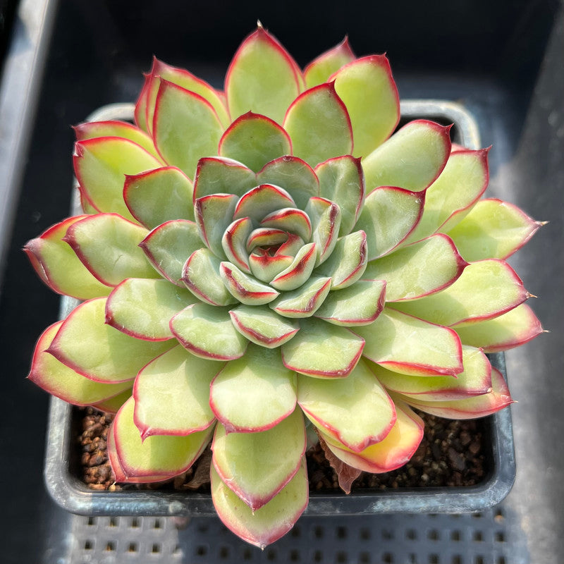 Echeveria 'Mexican Pulidonis' 6" Large Succulent Plant