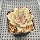 Echeveria 'Red Dragon' 1"-2" Succulent Plant