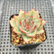 Echeveria 'Red Dragon' 1"-2" Succulent Plant