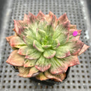 Echeveria 'Silver Prince' Variegated 2" Succulent Plant