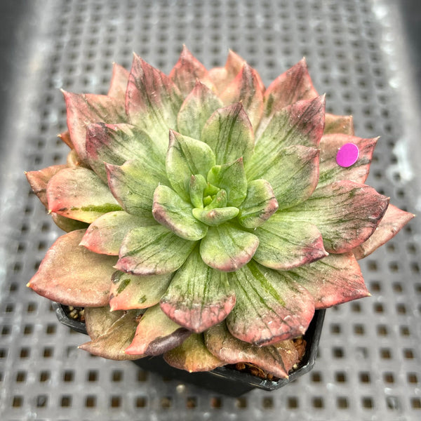 Echeveria 'Silver Prince' Variegated 2" Succulent Plant