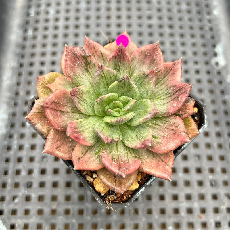 Echeveria 'Silver Prince' Variegated 2" Succulent Plant