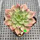 Echeveria 'Silver Prince' Variegated 2" Succulent Plant