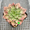 Echeveria 'Silver Prince' Variegated 2" Succulent Plant