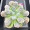 Echeveria 'Macaron' 3" Zusung Original Hybrid Succulent Plant Cutting