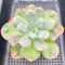 Echeveria 'Macaron' 3" Zusung Original Hybrid Succulent Plant Cutting