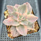 Graptopetalum 'Bainesii' Variegated 2" Succulent Plant