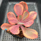 Echeveria 'Angel Wing' 3"-4" Variegated Succulent Plant