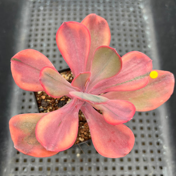 Echeveria 'Angel Wing' 3"-4" Variegated Succulent Plant