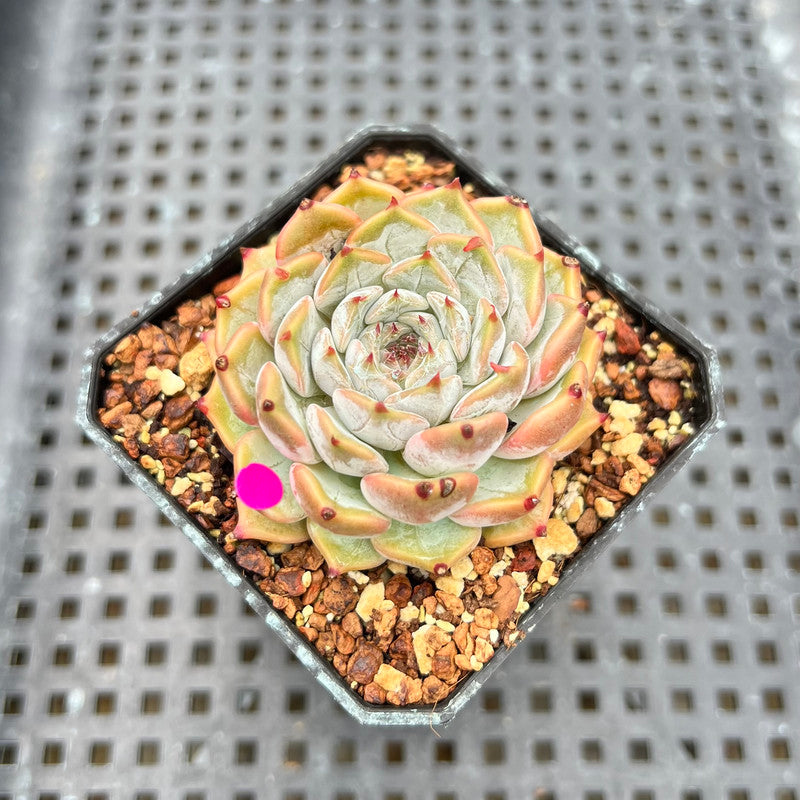 Echeveria 'Rio Heart' 2" Succulent Plant