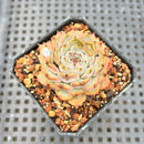 Echeveria 'Rio Heart' 2" Succulent Plant