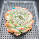 Echeveria 'Orange Monroe' 2"-3" Succulent Plant