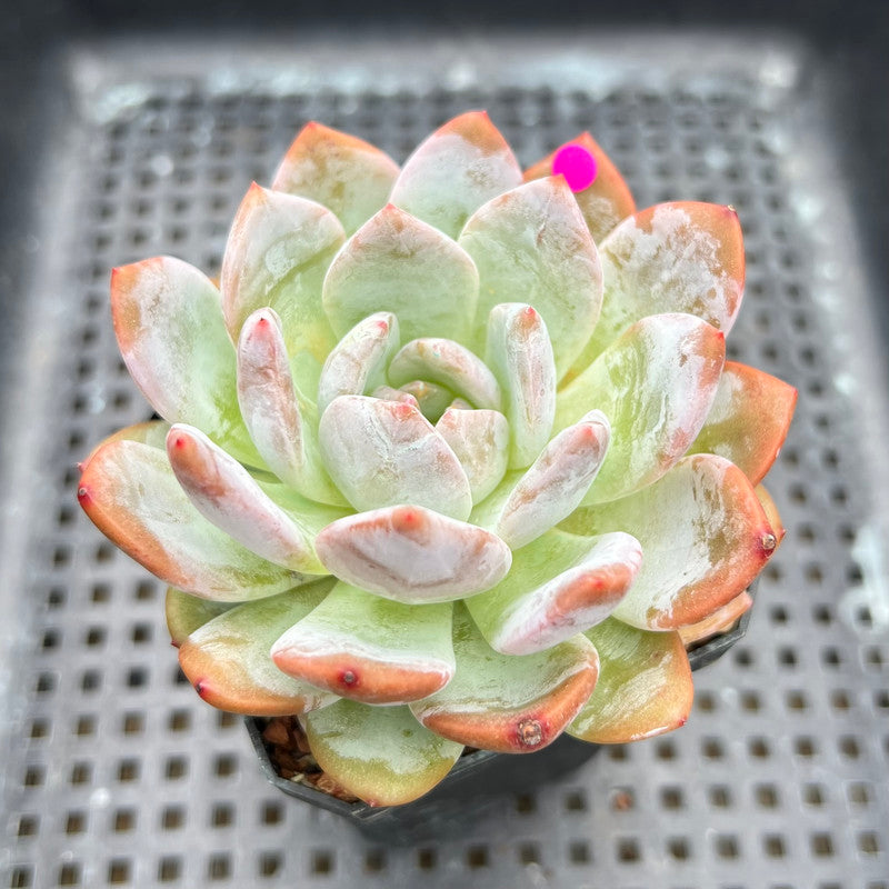 Echeveria 'Orange Monroe' 2"-3" Succulent Plant