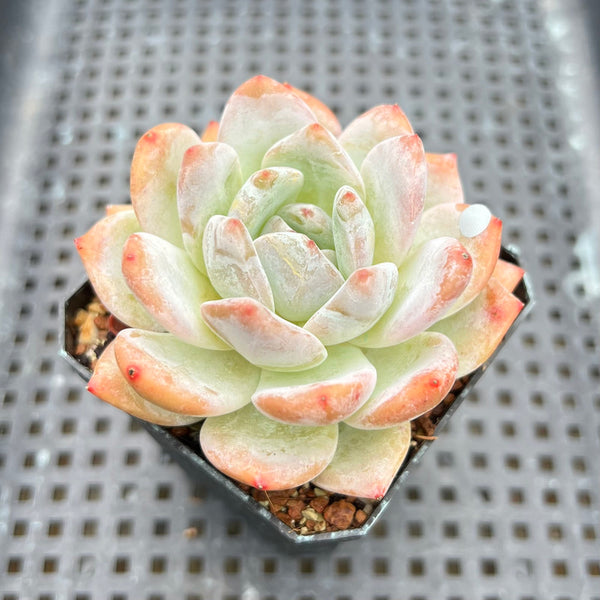 Echeveria 'Orange Monroe' 2"-3" Succulent Plant