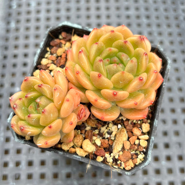 Echeveria 'Pines' 2" Succulent Plant