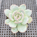 Echeveria sp. 2" Succulent Plant