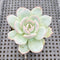 Echeveria sp. 2" Succulent Plant