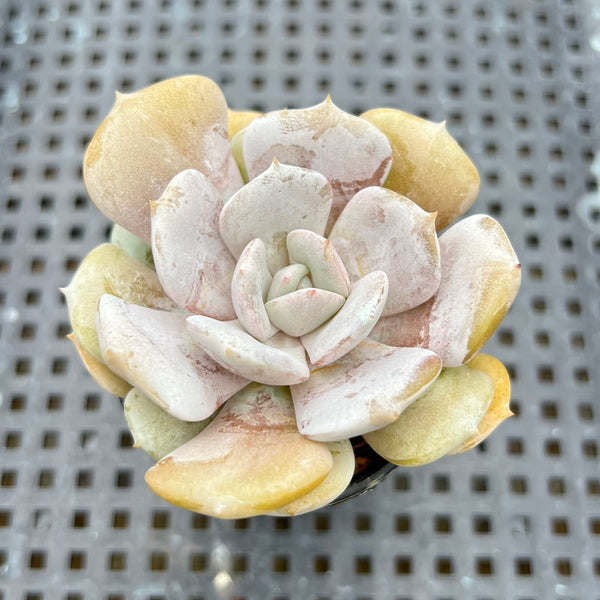 Echeveria 'Milk Purple' 2" Changhee Hybrid succulent Plant