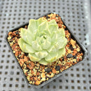 Echeveria 'Queens Maria' Variegated 1"-2" Succulent Plant