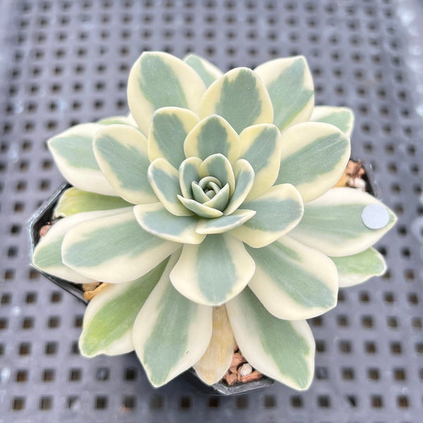 Orostachys 'Fuji' Variegated 3" Succulent Plant