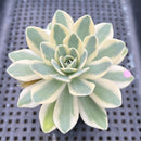 Orostachys 'Fuji' Variegated 3" Succulent Plant