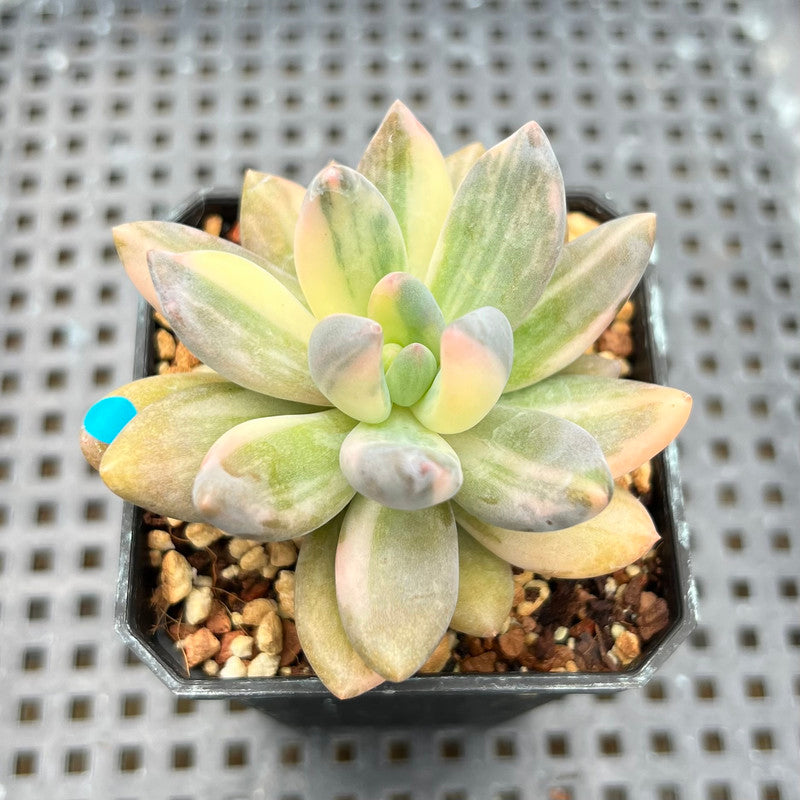 Pachyveria 'Blue Mist' Variegated 2"-3" Succulent Plant