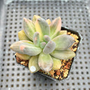 Pachyveria 'Blue Mist' Variegated 2"-3" Succulent Plant