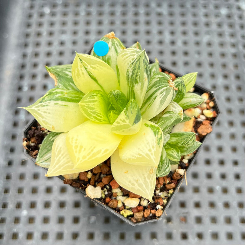 Haworthia 'Cymbiformis' Variegated 2"-3" Succulent Plant