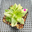 Haworthia 'Cymbiformis' Variegated 2"-3" Succulent Plant